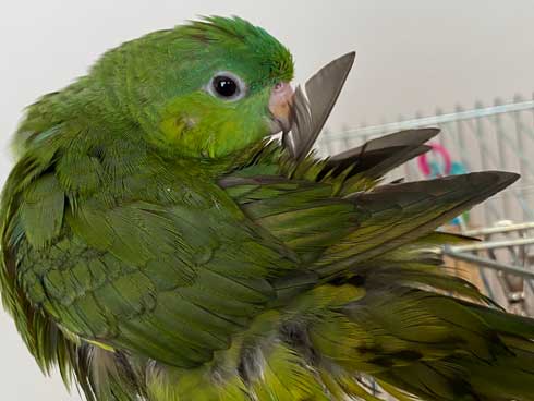 靴下 柄 なんで ハシビロコウ 寿司 SUSHI 文鳥 オカメインコ 鳥