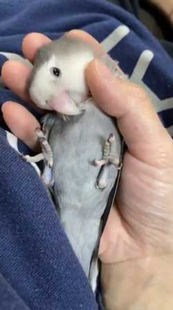 靴下 柄 なんで ハシビロコウ 寿司 SUSHI 文鳥 オカメインコ 鳥