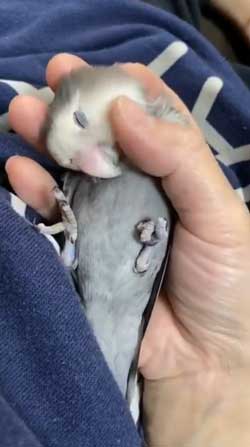 靴下 柄 なんで ハシビロコウ 寿司 SUSHI 文鳥 オカメインコ 鳥