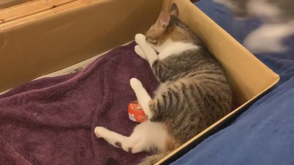 ママにダイブ！