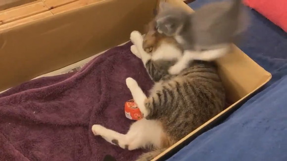 子猫ダイブ