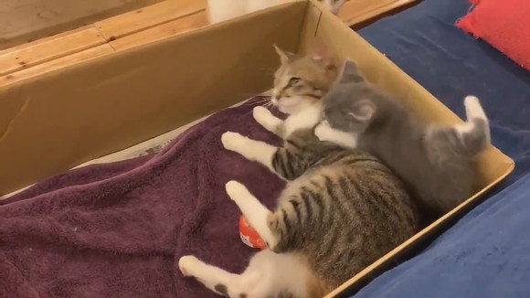 ママにダイブ！