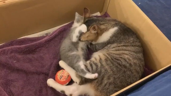 ママにダイブ！