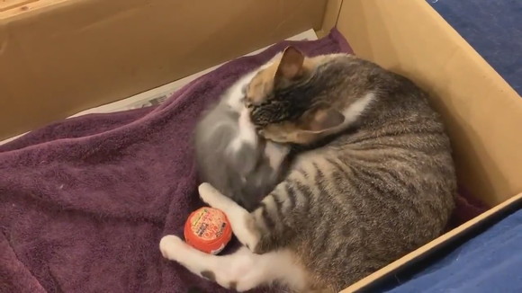 ママにダイブ！