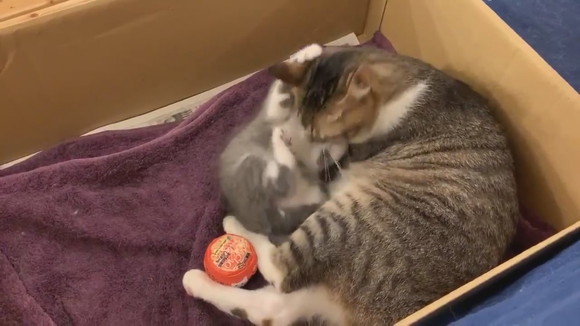 ママにダイブ！