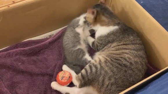 ママにダイブ！