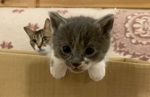 ワンパクな男の子