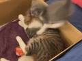 子猫が母猫にダイブ＆高速キック！　無邪気な子猫と母猫のじゃれ合いが愛にあふれている