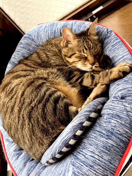 クッションで寝る殿さん