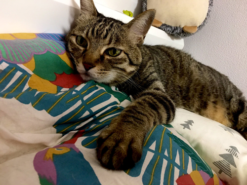 クッションを2つ確保する殿さん