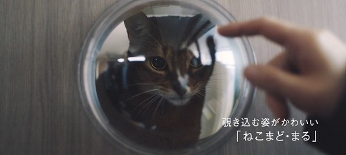 猫タワマン