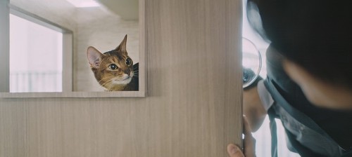 猫タワマン