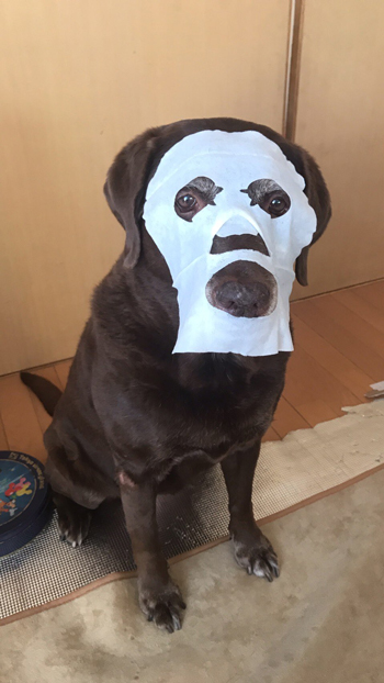 パックチョコラブ