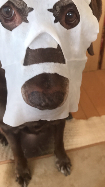 パックチョコラブアップ