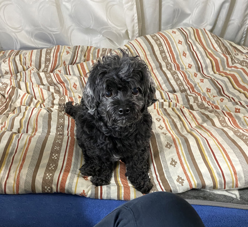 見上げる黒いわんこ