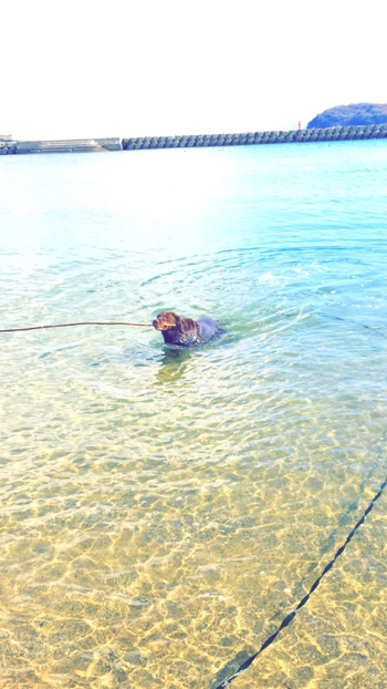 パックチョコラブ