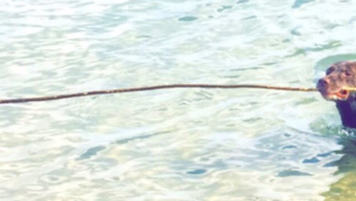 レトリーブアップ