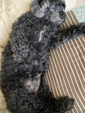 お腹を出して眠る黒いわんこ