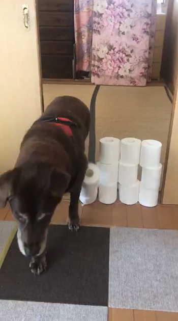 倒れるトイレットペーパー