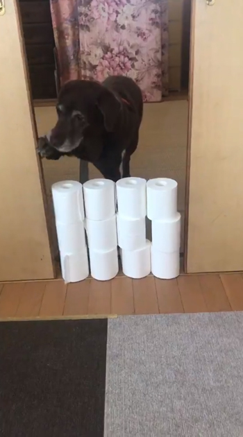 ドアを開けるおばあちゃんワンコ