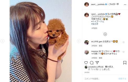 吉田沙保里 トイプードル 犬 相棒 かわいい