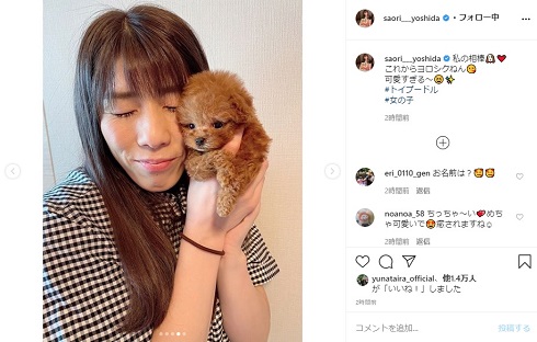 吉田沙保里 トイプードル 犬 相棒 かわいい