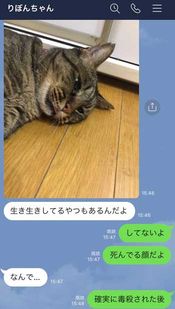 フォロワー 猫 LINE 定期的 悲しそう 嫌そう 表情 顔