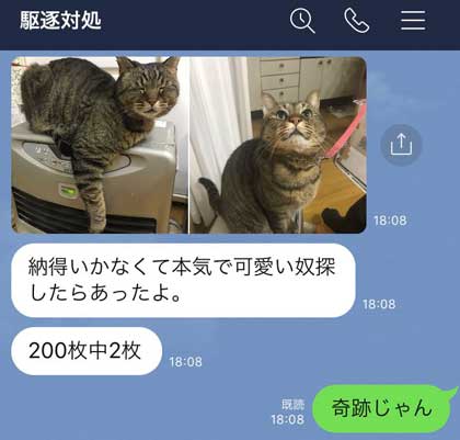 フォロワー 猫 LINE 定期的 悲しそう 嫌そう 表情 顔