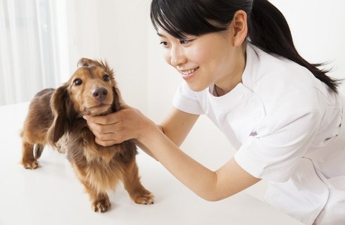 猫のフィラリア予防