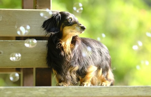 猫のフィラリア予防