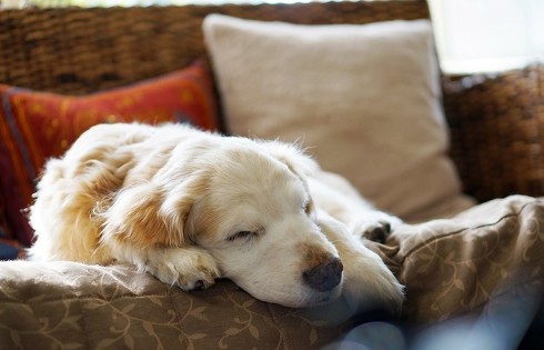 猫のフィラリア予防