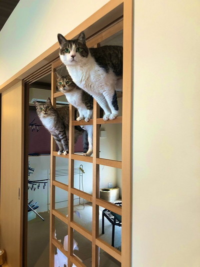 猫障子