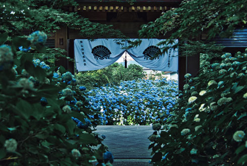 田舎の梅雨 写真 秋田県 男鹿市 雲昌寺 アジサイ