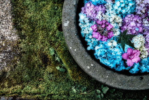 田舎の梅雨 写真 秋田県 男鹿市 雲昌寺 アジサイ