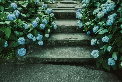 田舎の梅雨 写真 秋田県 男鹿市 雲昌寺 アジサイ