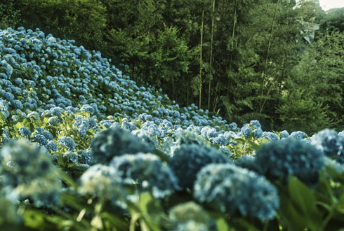 田舎の梅雨 写真 秋田県 男鹿市 雲昌寺 アジサイ
