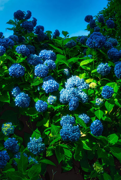 田舎の梅雨 写真 秋田県 男鹿市 雲昌寺 アジサイ