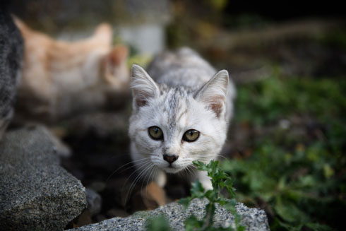 田舎の梅雨 写真 秋田県 男鹿市 雲昌寺 アジサイ