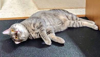 落ちてる猫 つまみ とら くま