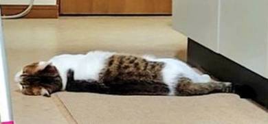 落ちてる猫 つまみ とら くま