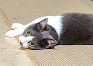 落ちてる猫 つまみ とら くま