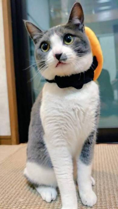 落ちてる猫 つまみ とら くま