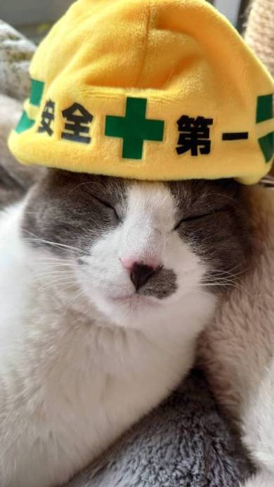 落ちてる猫 つまみ とら くま