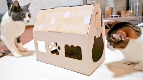 落ちてる猫 つまみ とら くま