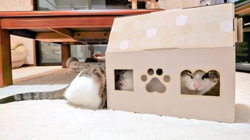 落ちてる猫 つまみ とら くま