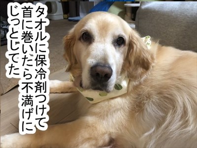 ゴールデンレトリバーに最適な温度