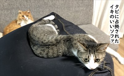 ゴールデンレトリバーに最適な温度