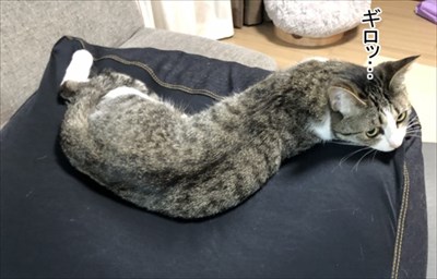 ゴールデンレトリバーに最適な温度