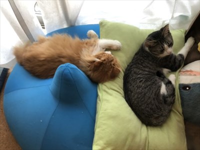 ゴールデンレトリバーに最適な温度