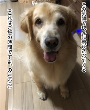 ゴールデンレトリバーに最適な温度